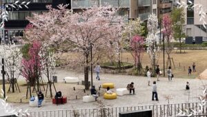 桜お花見散歩