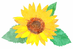 7月の花のイラスト