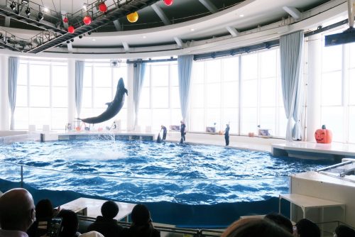 大洗水族館のイルカショーの様子