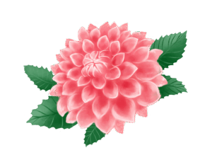 8月の花